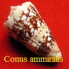 Conus ammiralis ammiralis, Linné 1758 (RKK 53)lept