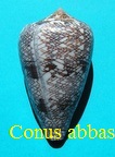 Conus abbas, Hwass in Bruguière 1792 (RKK 302)cyl