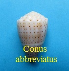Conus abbreviatus, Reeve 1843 (RKK 21) Milia