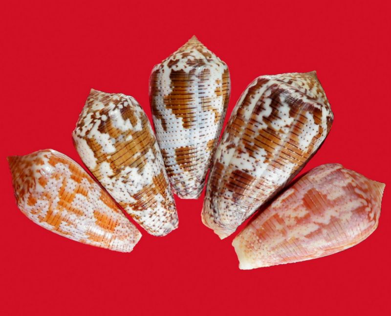 Conus (Pionoconus) achatinus Gmelin, 1791 - Page 2 C_achati10