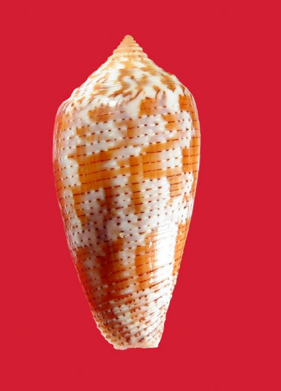 Conus (Pionoconus) achatinus Gmelin, 1791 - Page 2 C_achati21