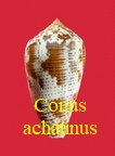 Conus achatinus, Gmelin 1791 (RKK 59) che
