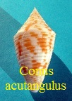 Conus acutangulus, Lamarck 1810