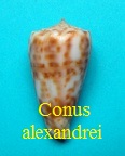 Conus alexandrei, Limpalaer & Monnier 2011