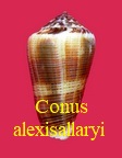 Conus alexisallaryi, Cossignani 2018