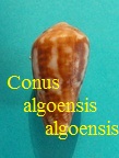 Conus algoensis algoensis, Sowerby II 1834