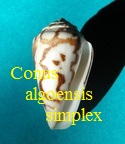 Conus simplex algoensis, Sowerby 1858