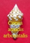 Conus amadis castaneofasciata arbonatalis, da Motta 1978