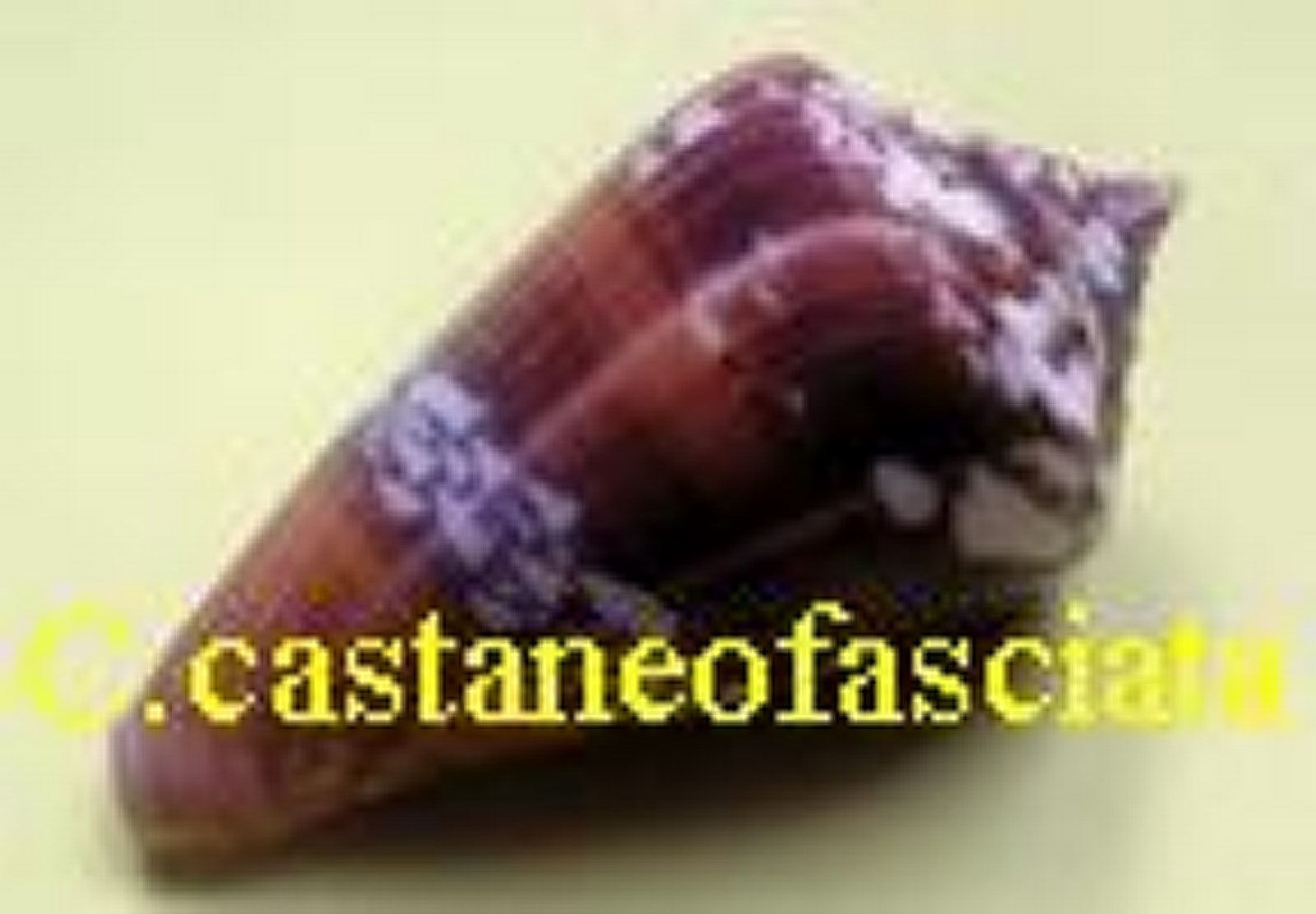 Conus amadis f. castaneofasciata, Dautzenberg 1937