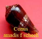 Conus amadis castaneofasciata f. schech, Weinkauff 1875