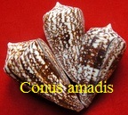 Conus amadis, Gmelin 1791 (RKK 157)lept