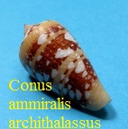 Conus ammiralis archithalassus, Hwass in Bruguiere 1792 Lept