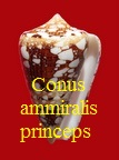 Conus ammiralis princeps, L. 1758
