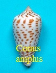 Conus amplus, Roeckel & Korn 1992