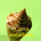 Conus anabathrum, Crosse 1865