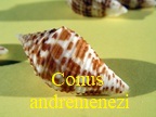 Conus andremenezi, Olivera & Biggs 2010