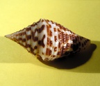 Conus andremenezi (Olivera & Biggs, 2010)