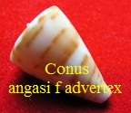 Conus angasi f. advertex, Garrard, T.A., 1961 (RKK 287)