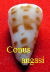 Conus angasi, Tyron 1883 (RKK 287) 