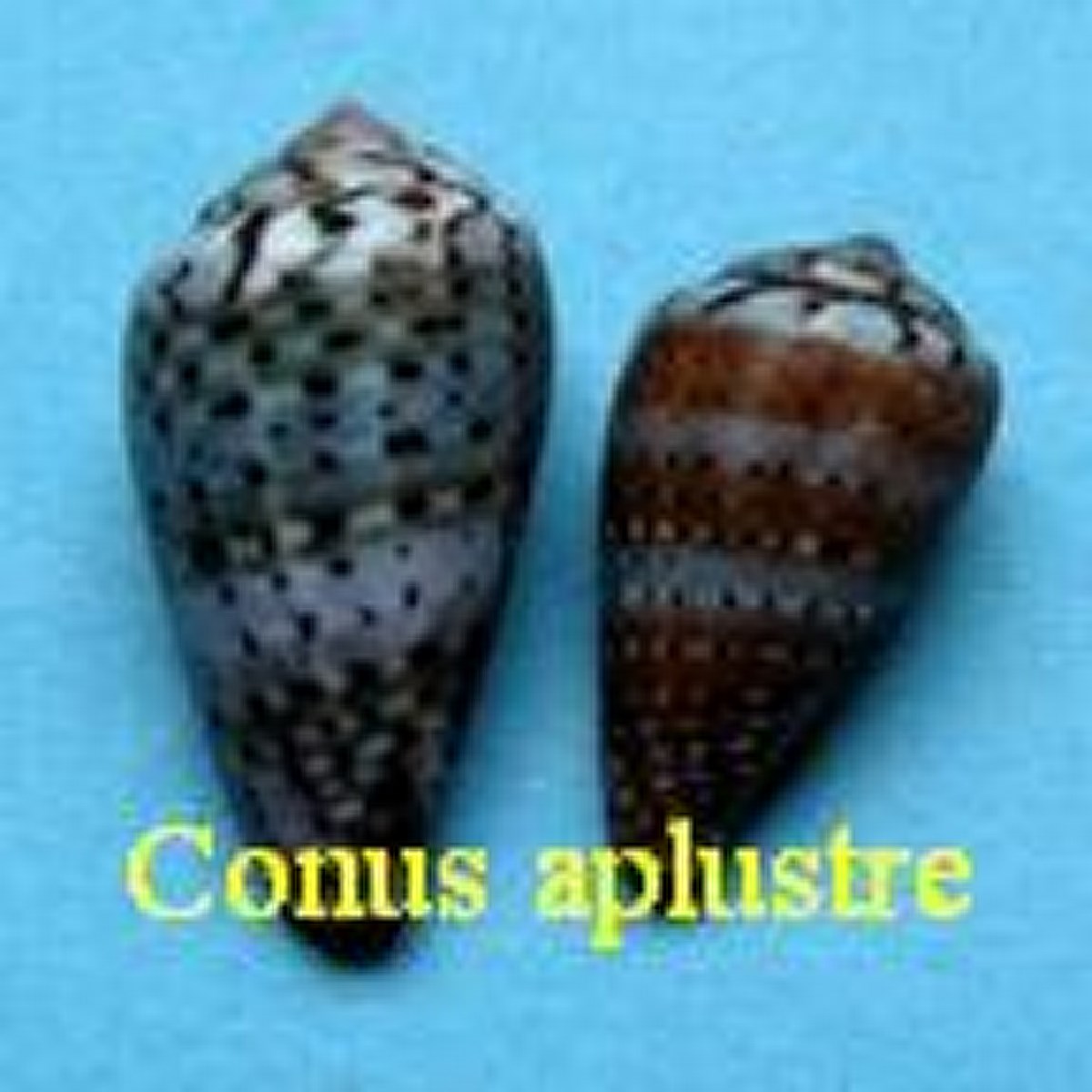 Conus aplustre, Reeve 1843