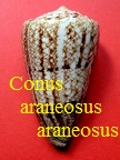 Conus araneosus araneosus, Lightfoot 1786 (RKK 4)co