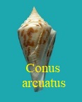 Conus arcuatus, Gray 1839