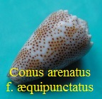 Conus arenatus f. aequipunctatus, Dautzenberg, 1937