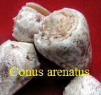 Conus arenatus, Hwass in Bruguière 1792 (RKK 41) pun
