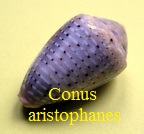 Conus aristophanes, Sowerby II 1857