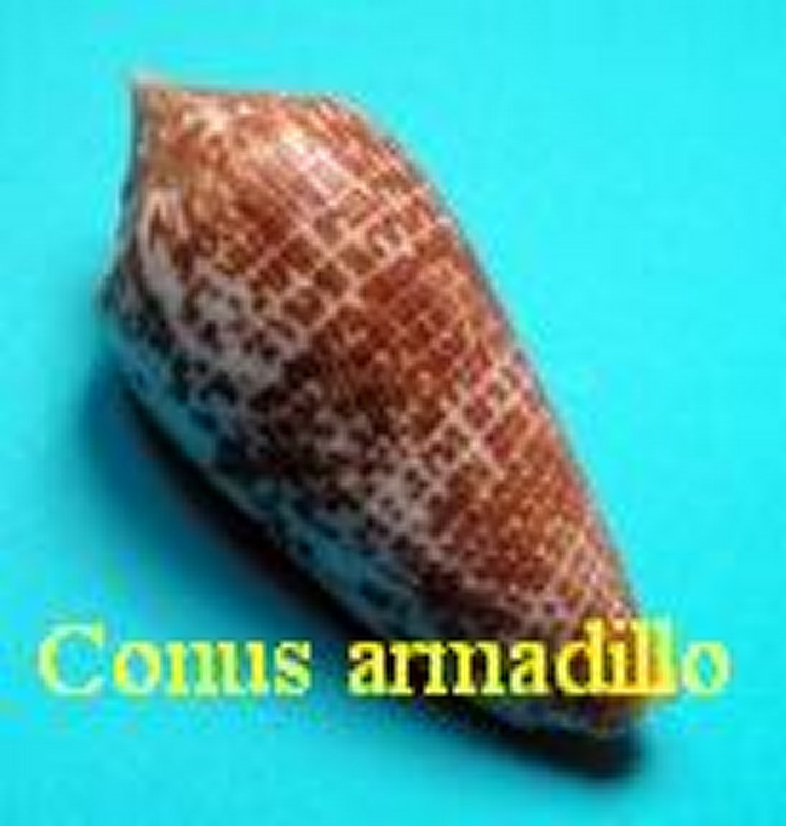 Conus armadillo, Shikama 1971
