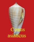 Conus asiaticus, Reeve 1849 