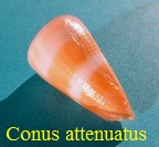Conus attenuatus, Reeve 1844