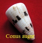 Conus augur, Solander in Lightfoot 1786 (RKK 40)dau 