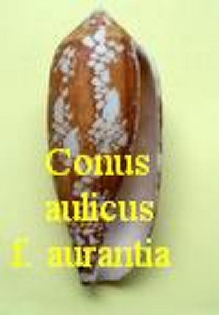 Conus aulicus f. aurantia, Dautzenberg 1937