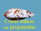 Conus aulicus var propenudus, Melvill 1900