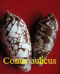 Conus aulicus, L. 1758 (RKK 291)