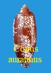 Conus auratinus, da Motta 1982