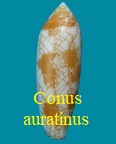 Conus auratinus, da Motta 1982