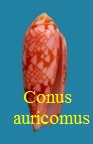Conus auricomus, Hwass in Bruguière 1792