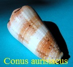 Conus aurisiacus, L. 1758 (RKK 68)her