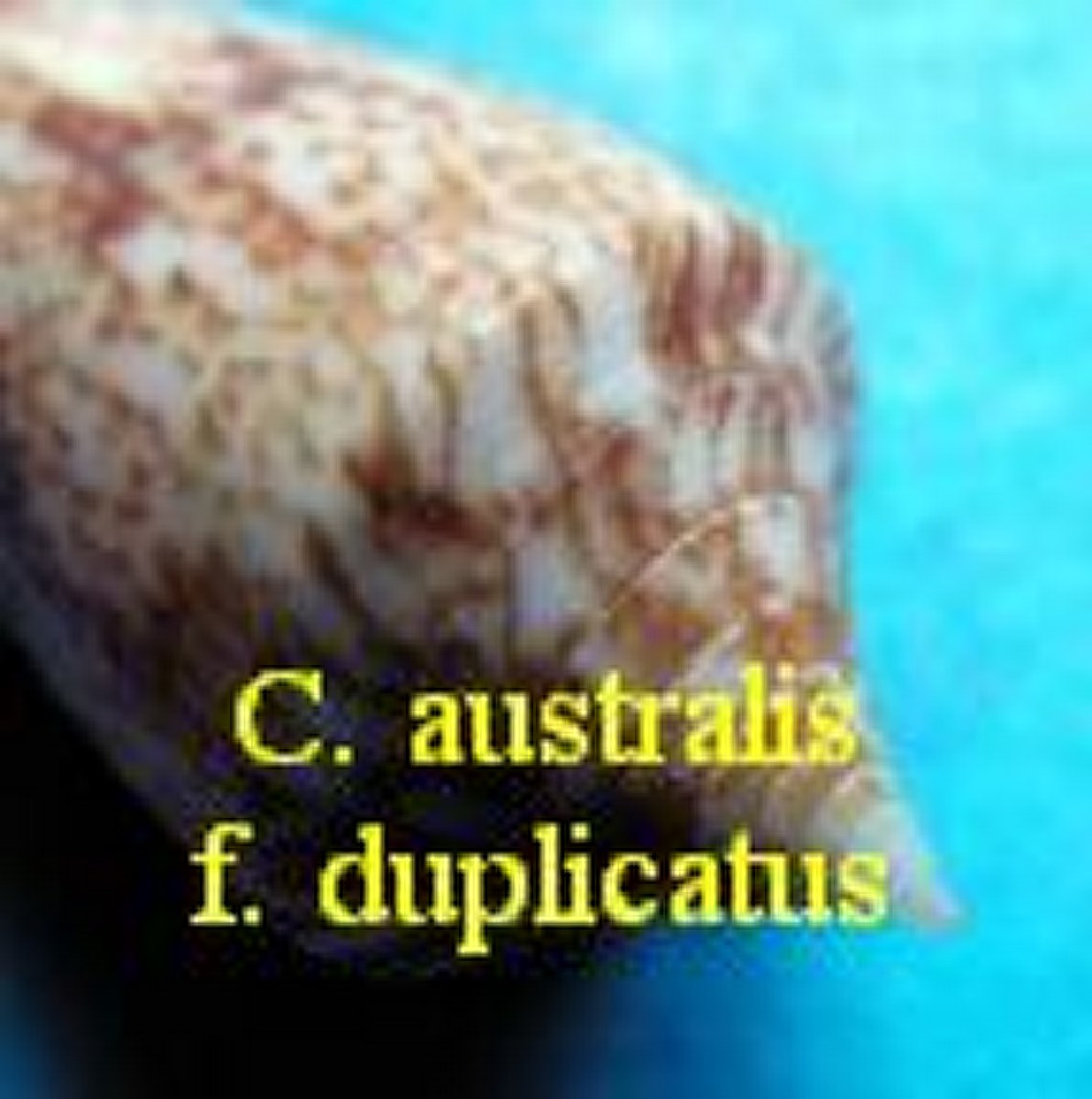 Conus australis f. duplicatus, Sowerby 1823 