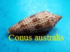Conus australis, Holten 1802