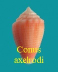 Conus axelrodi, Walls 1978