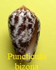 Conus arenatus bizona, Coomans, Moolenbeek & Wils 1981