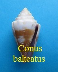 Conus balteatus, Sowerby I 1833