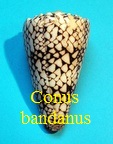 Conus bandanus, Hwass in Bruguière 1792 (RKK 2)co