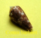 Conus barbieri, Raybaudi 1995