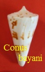 Conus bayani, Jousseaume 1872 (RKK 127)