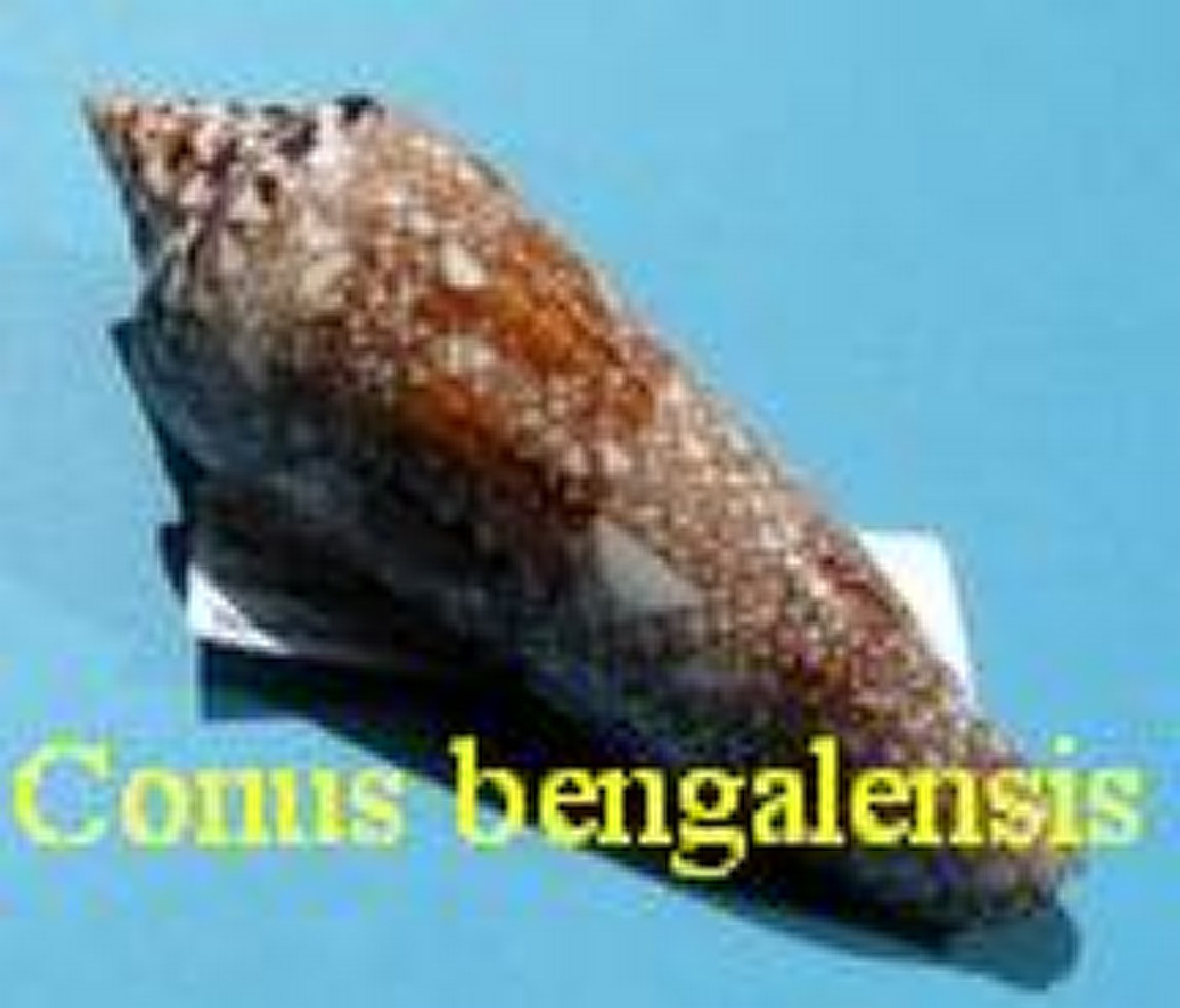 Conus bengalensis, Okutani 1968 (RKK 311)tex
