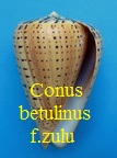 Conus betulinus f. zulu, Petuch 1979